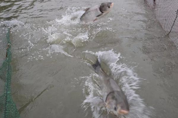 青鱼喂什么饲料好,植物饲料和动物饲料都适合