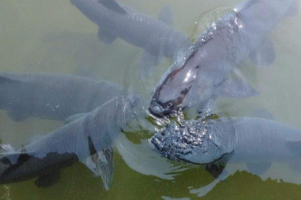 青鱼喂什么饲料好,植物饲料和动物饲料都适合