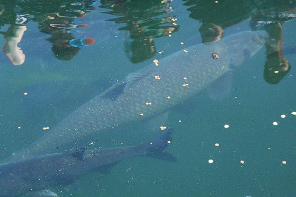 青鱼喂什么饲料好,植物饲料和动物饲料都适合