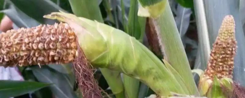 玉米露顶的原因