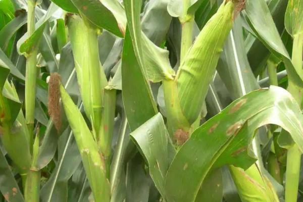 玉米露顶的原因,由于各个时期的生长不平衡造成的