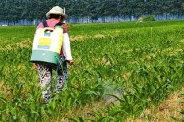 玉米露顶的原因,由于各个时期的生长不平衡造成的