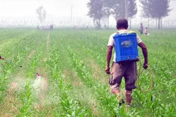 玉米露顶的原因,由于各个时期的生长不平衡造成的