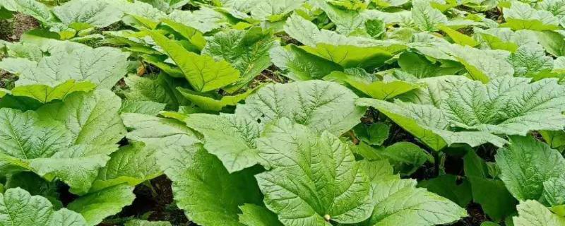 大黄的种植要点