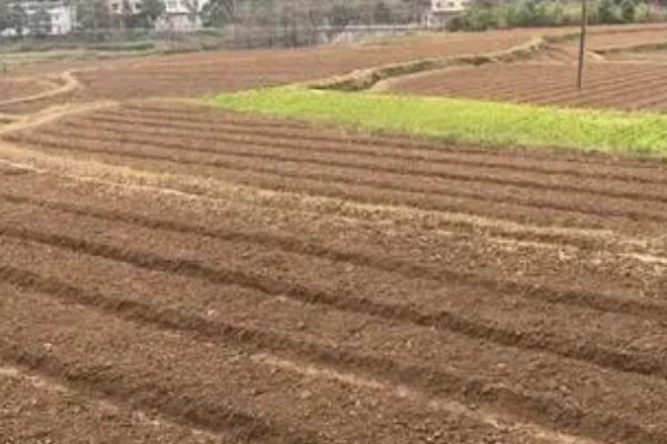 大黄的种植要点,适合种植在含腐殖质的褐色土和沙质的壤土