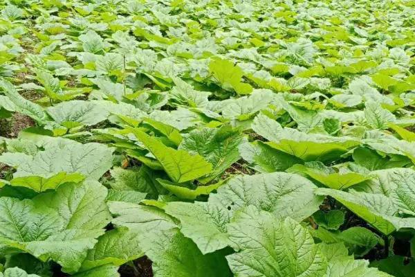 大黄的种植要点,适合种植在含腐殖质的褐色土和沙质的壤土