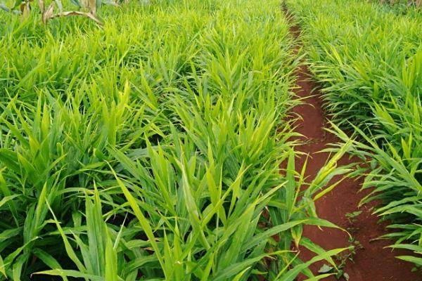 生姜的亩产量,亩产量为6000-8000斤左右