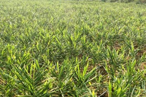 生姜的亩产量,亩产量为6000-8000斤左右