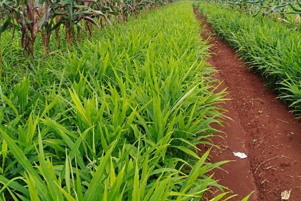 生姜的亩产量,亩产量为6000-8000斤左右