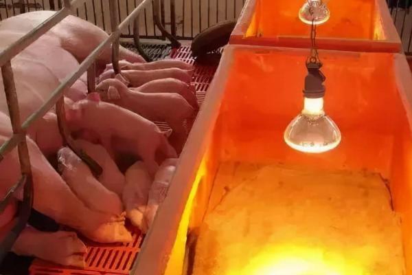 仔猪保温箱用多大灯泡合适,250w的红外线加热灯为佳