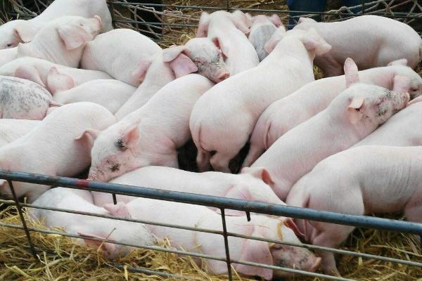 仔猪保温箱用多大灯泡合适,250w的红外线加热灯为佳