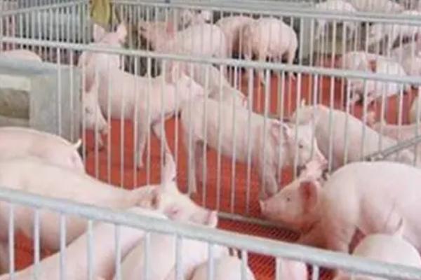 仔猪保温箱用多大灯泡合适,250w的红外线加热灯为佳