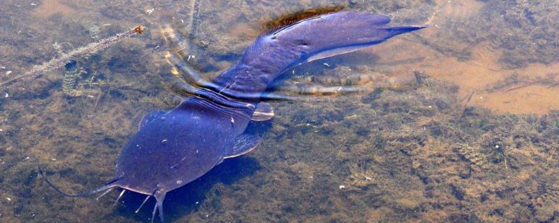 养殖鲶鱼的要点