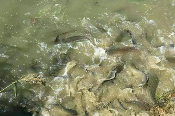 养殖鲶鱼的要点,池塘要建造在活水源充足的地方