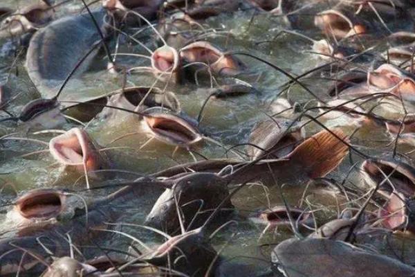 养殖鲶鱼的要点,池塘要建造在活水源充足的地方