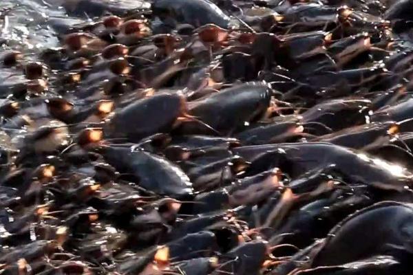 养殖鲶鱼的要点,池塘要建造在活水源充足的地方