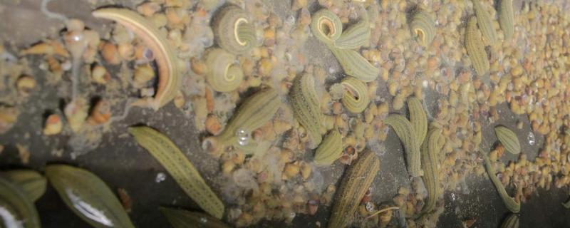 养殖蚂蝗的方法