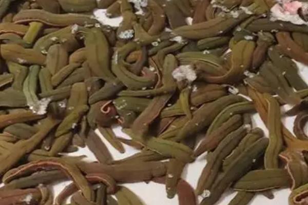 养殖蚂蝗的方法,可将动物血液拌入饲料中投喂