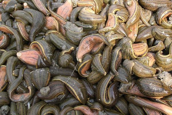 养殖蚂蝗的方法,可将动物血液拌入饲料中投喂