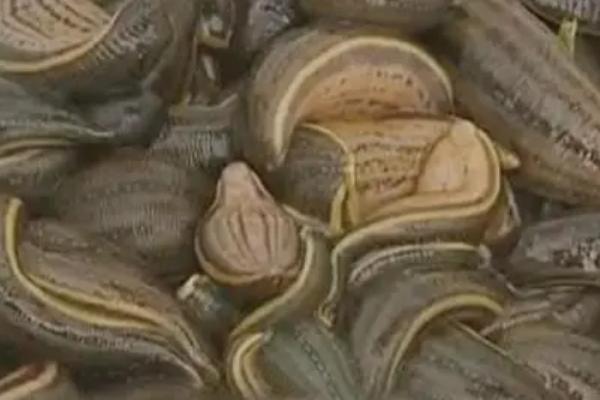 养殖蚂蝗的方法,可将动物血液拌入饲料中投喂