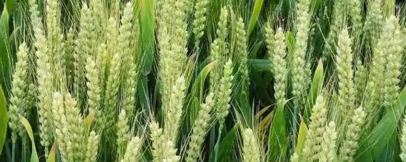 洛麦40的特征特性