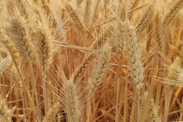 洛麦40的特征特性，全生育期为219.1-231.3天