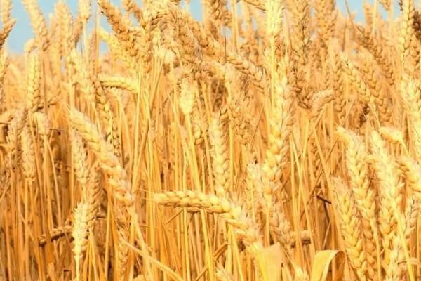 洛麦40的特征特性，全生育期为219.1-231.3天