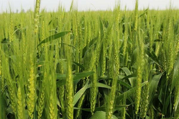 洛麦40的特征特性，全生育期为219.1-231.3天