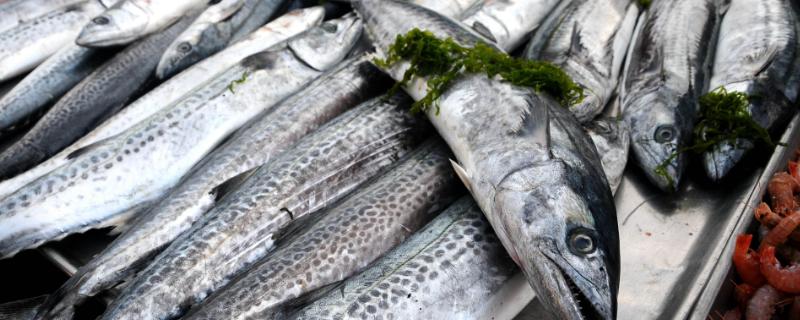 鲅鱼和燕鱼的区别