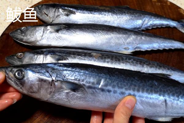 鲅鱼和燕鱼的区别，鲅鱼属于鲅科、燕鱼属于白鲳科