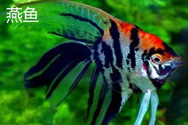 鲅鱼和燕鱼的区别，鲅鱼属于鲅科、燕鱼属于白鲳科