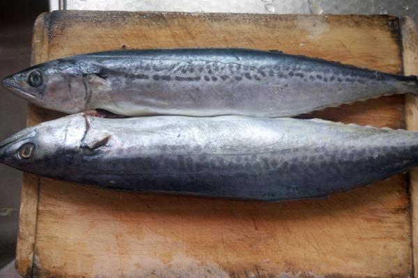 鲅鱼和燕鱼的区别，鲅鱼属于鲅科、燕鱼属于白鲳科