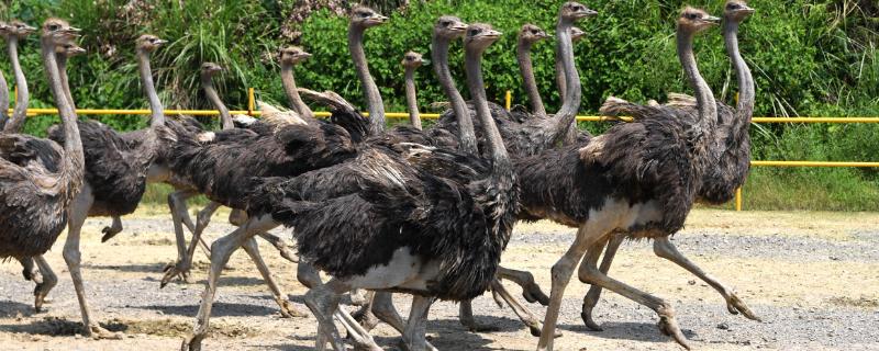 鸵鸟怎么饲养