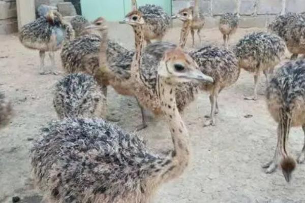鸵鸟怎么饲养,需提供充足的青饲料、瓜果类、蔬菜类食物