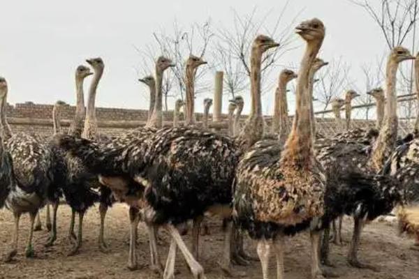 鸵鸟怎么饲养,需提供充足的青饲料、瓜果类、蔬菜类食物