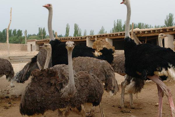 鸵鸟怎么饲养,需提供充足的青饲料、瓜果类、蔬菜类食物