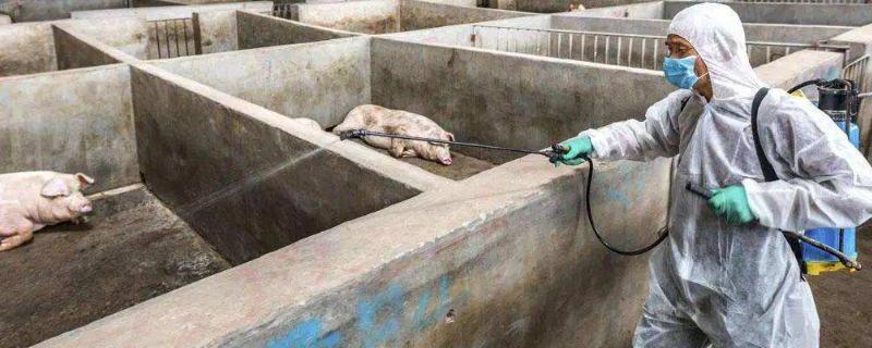 猪圈用什么东西消毒杀菌