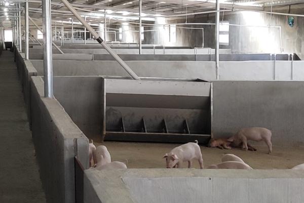 猪圈用什么东西消毒杀菌,可使用草木灰、漂白粉、生石灰等物质