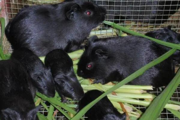 黑豚有哪些养殖优势,需求量大、肉质鲜美、养殖成本低