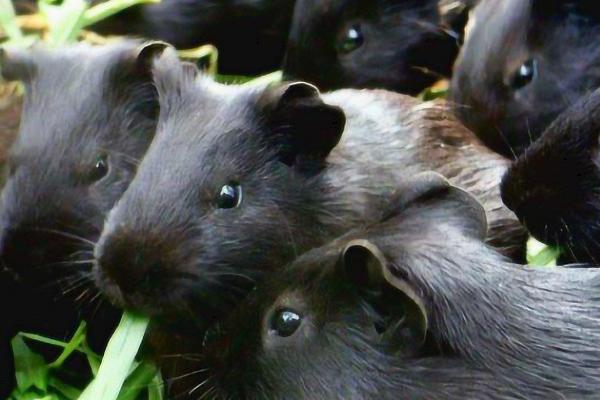 黑豚有哪些养殖优势,需求量大、肉质鲜美、养殖成本低