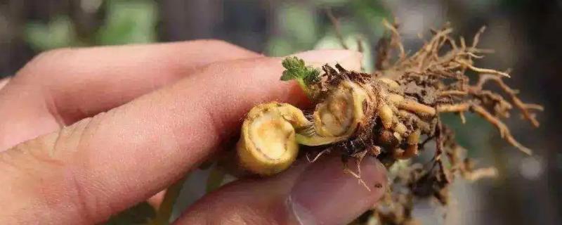 什么是土传病害