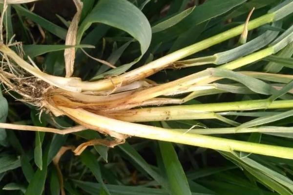 什么是土传病害,生活在土壤中危害作物根茎部的一种病害