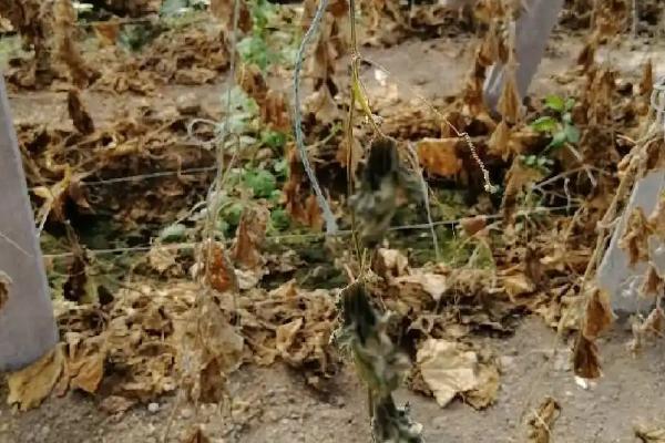 什么是土传病害,生活在土壤中危害作物根茎部的一种病害