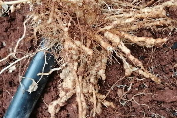 什么是土传病害,生活在土壤中危害作物根茎部的一种病害