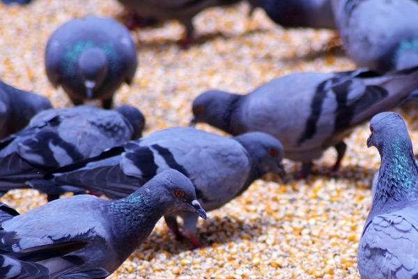 鸽子一天能吃多少粮食,一般可达到40-50克