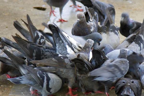 鸽子一天能吃多少粮食,一般可达到40-50克