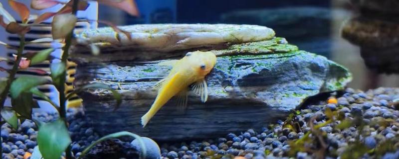 鱼身上发黄的原因