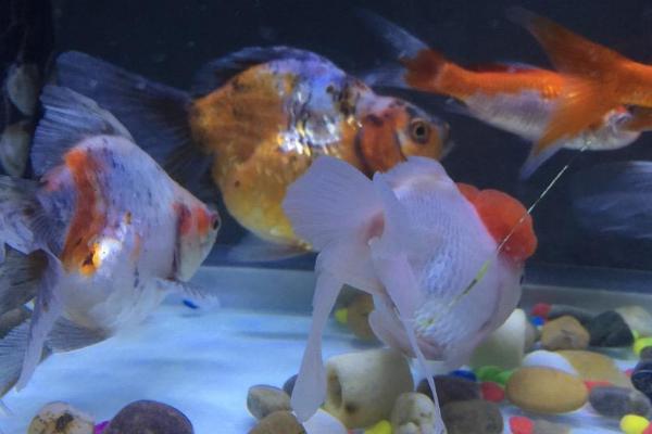 鱼身上发黄的原因,有可能是水质不好导致的