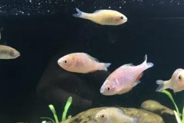 鱼身上发黄的原因,有可能是水质不好导致的