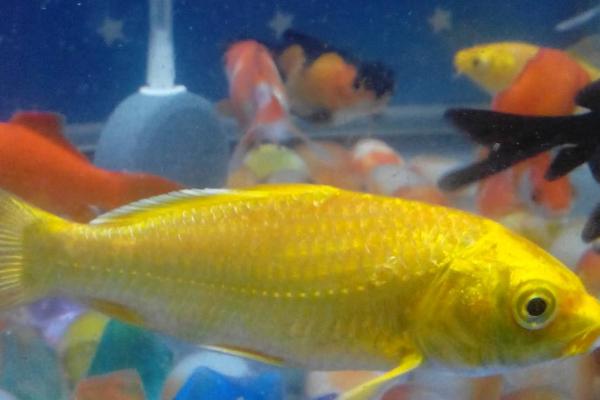 鱼身上发黄的原因,有可能是水质不好导致的